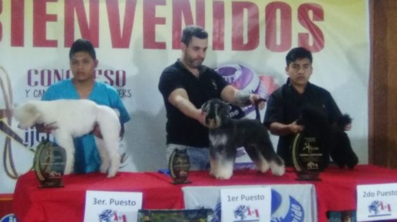 1er Congreso y Competencia de Groomers Alianz Perú 2018 1er Congreso y Competencia de Groomers Alianz Perú 2018