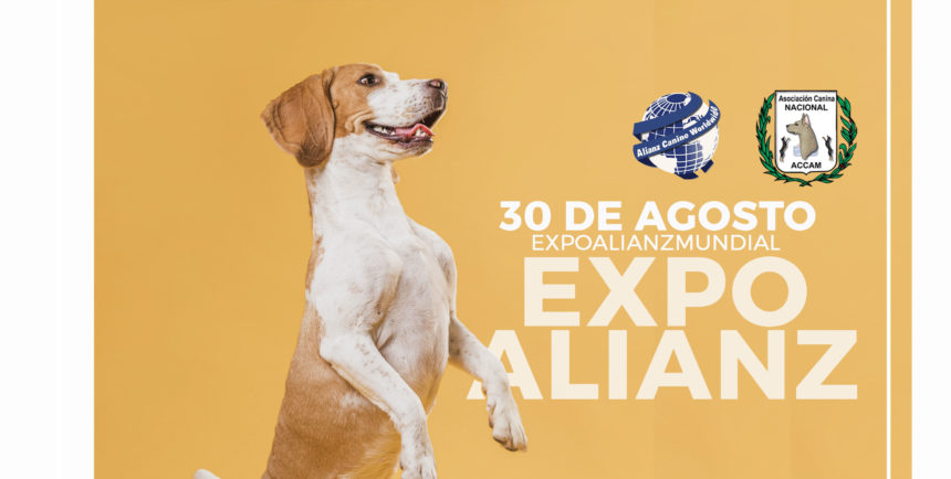 Envío de Videos para «ExpoAlianz» Envío de Videos para «ExpoAlianz»