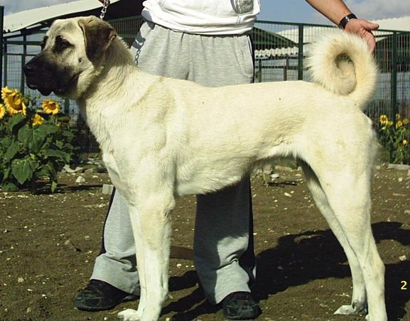 Turkish kangal hot sale weight